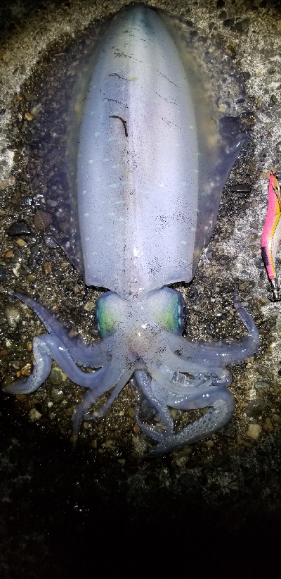 イカと鯛で満足