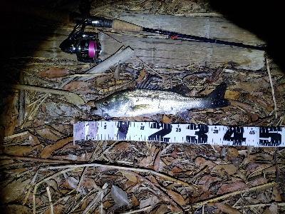 考えて出したシーバス✨ボイル…