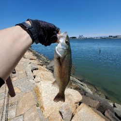 またしてもデイシーバス！