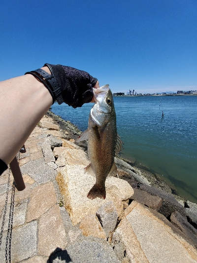 またしてもデイシーバス！