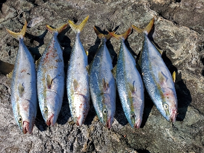 青物パーティー