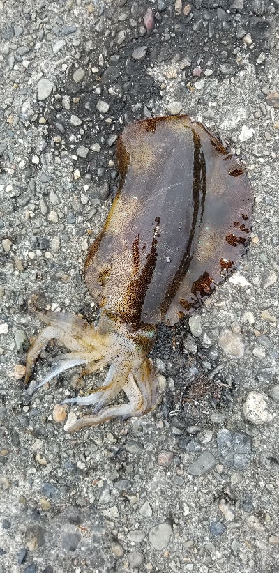 アオリイカ3㎏オーバー。