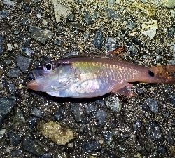 メバル、ネンブツダイ、ガシラ、サバ、アジ