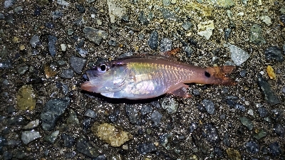 メバル、ネンブツダイ、ガシラ、サバ、アジ