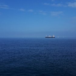 久しぶりの青物★