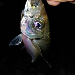 あれ?産卵アジ?