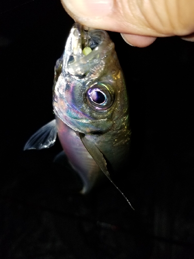 あれ?産卵アジ?