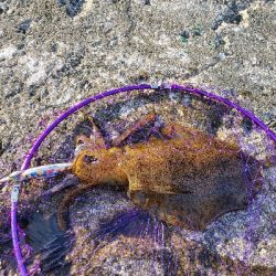 久しぶりのエギング