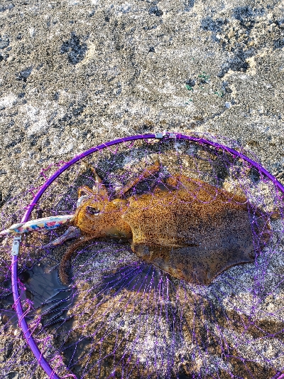 久しぶりのエギング