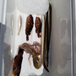 久しぶりに色々な釣り方しました！