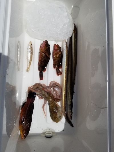 久しぶりに色々な釣り方しました！