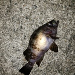 底物から上物へ‼️