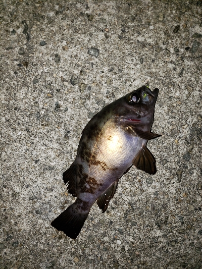 底物から上物へ‼࿠…