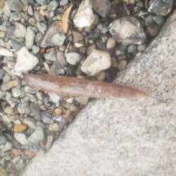 今日もダメでした