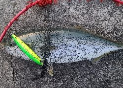 久振りの青物❗