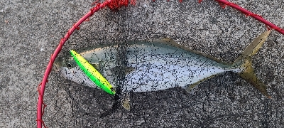 久振りの青物❗