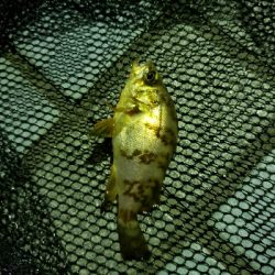 キスを釣りたくて