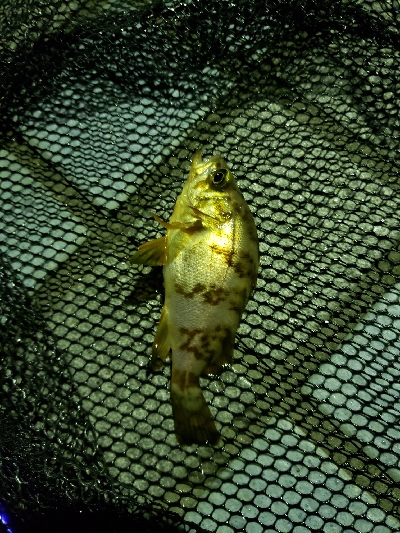 キスを釣りたくて