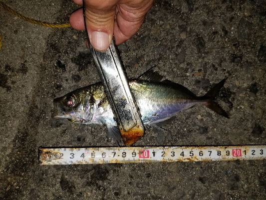 最近見ないサイズ。尺はなかったが