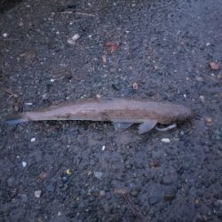 根掛かりのちタコ