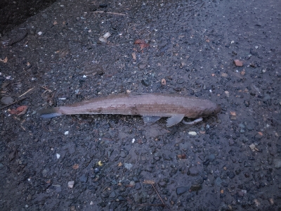 根掛かりのちタコ