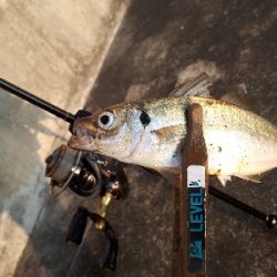 今日もアジング