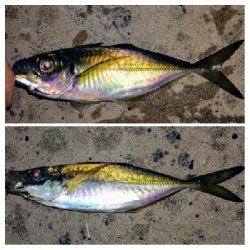 LSJアジングリレー1900〜2040