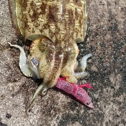 2020年6月2日釣行in深江漁港