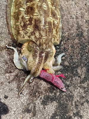 2020年6月2日釣行in深江漁港