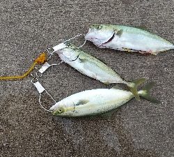 バイブレーションで三匹