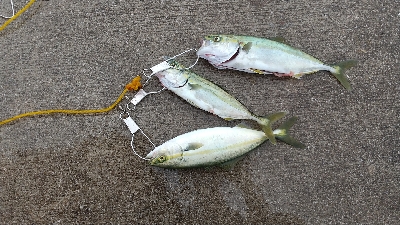 バイブレーションで三匹