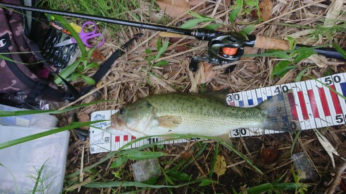 フリーリグでした