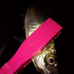 緊急事態明け初アジング