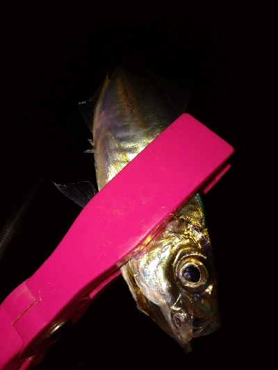 緊急事態明け初アジング