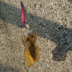 エギングでの初アオリイカゲット