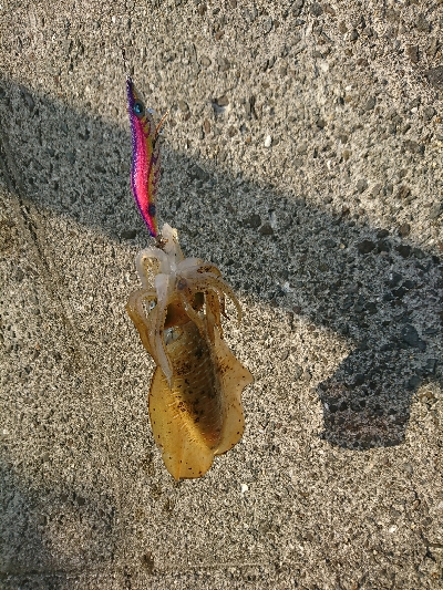 エギングでの初アオリイカゲット