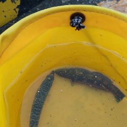 赤潮っぽいのが入ってきた