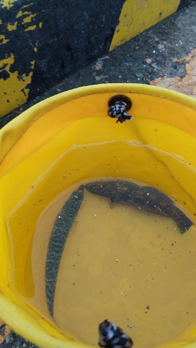 赤潮っぽいのが入ってきた