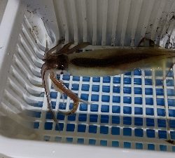 今シーズン初イカメタル