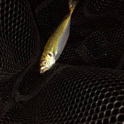 翻弄されアジング