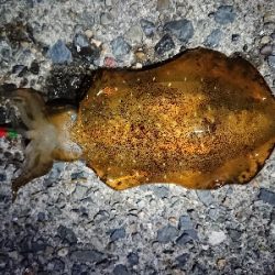 ケンサキイカ狙い