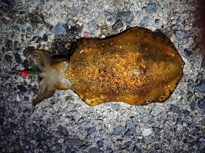 ケンサキイカ狙い