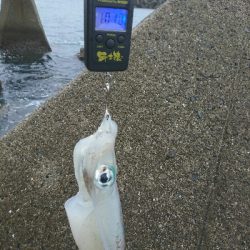 梅雨でもアオリイカ