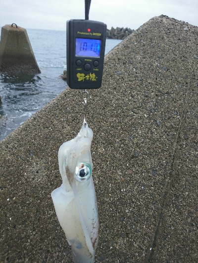 梅雨でもアオリイカ