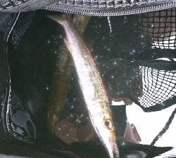 おだやかな海かと思えば