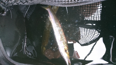 おだやかな海かと思えば