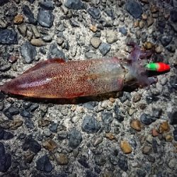 ケンサキエギング