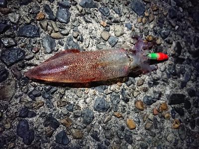 ケンサキエギング