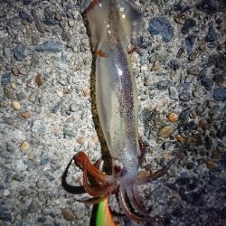 ケンサキイカ狙い