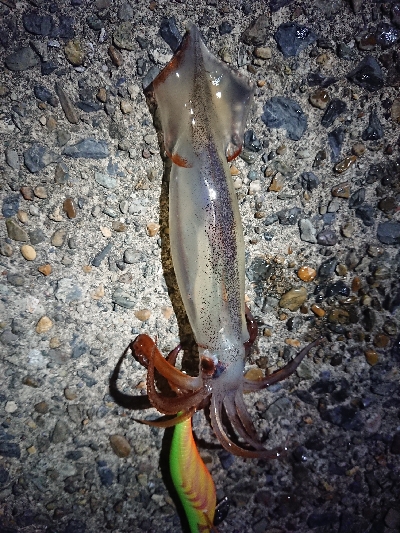 ケンサキイカ狙い